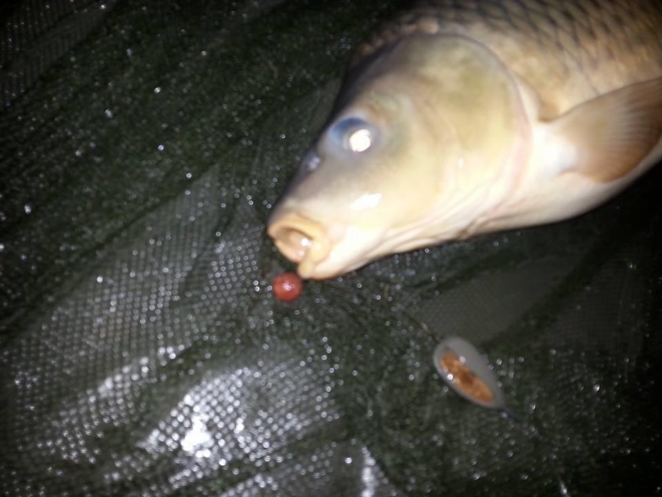 Moara Vlasiei 2 28 - 29 mar. - 1000345814904899645059071511900675n.jpg